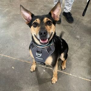 Meet your Posher, Samantha